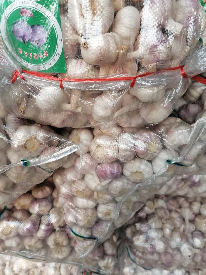 邳州土特产大蒜，白蒜，红皮蒜，加工过的蒜，质量美，价格优