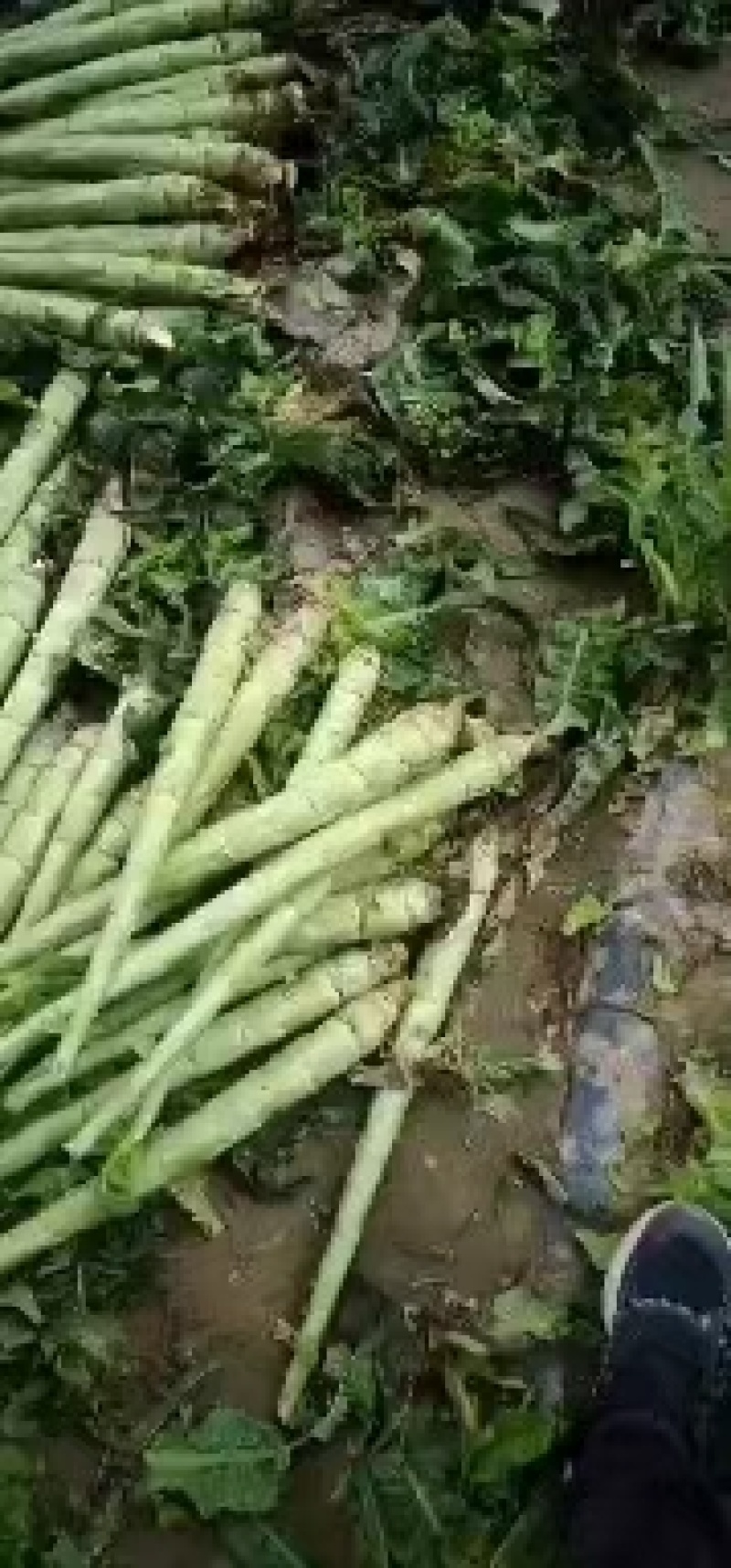 红叶笋光杆