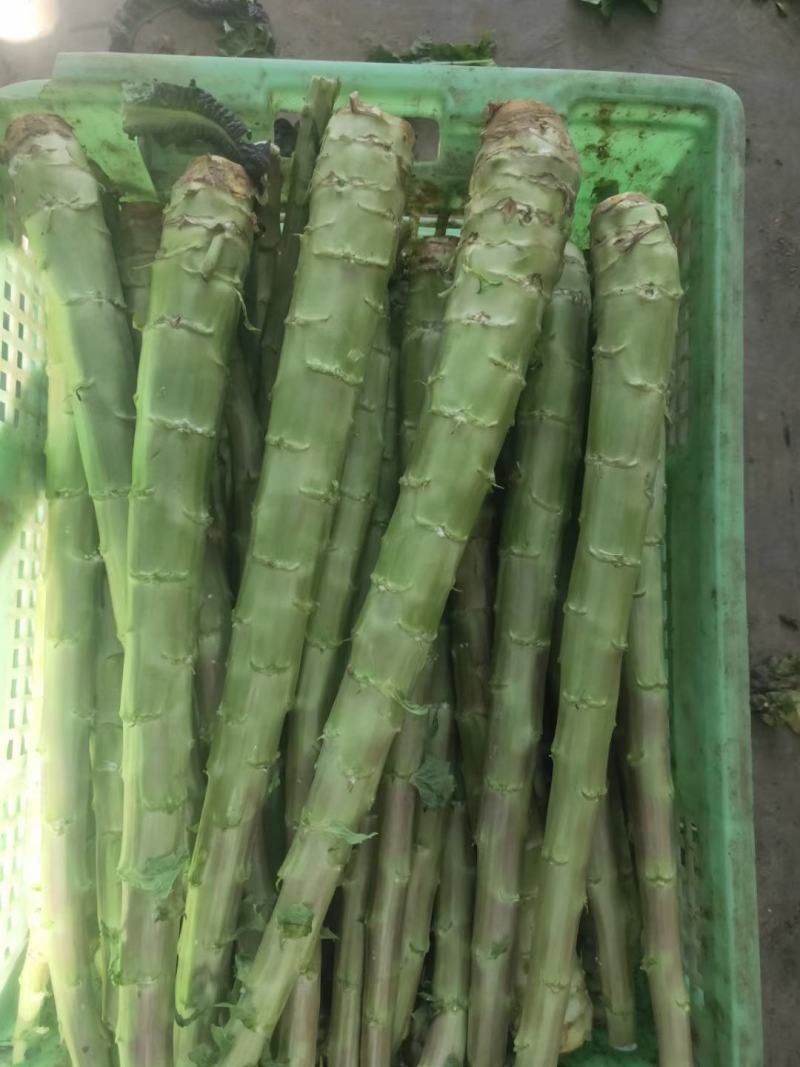 红叶笋光杆
