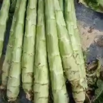 红叶笋光杆