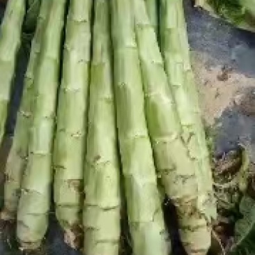 红叶笋光杆