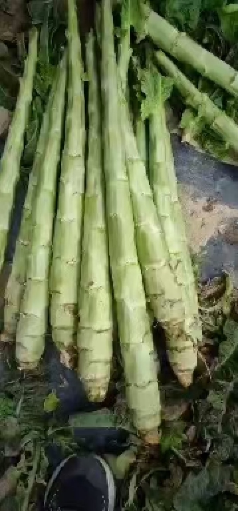 红叶笋光杆