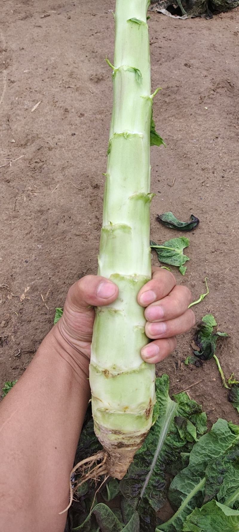 红叶笋光杆