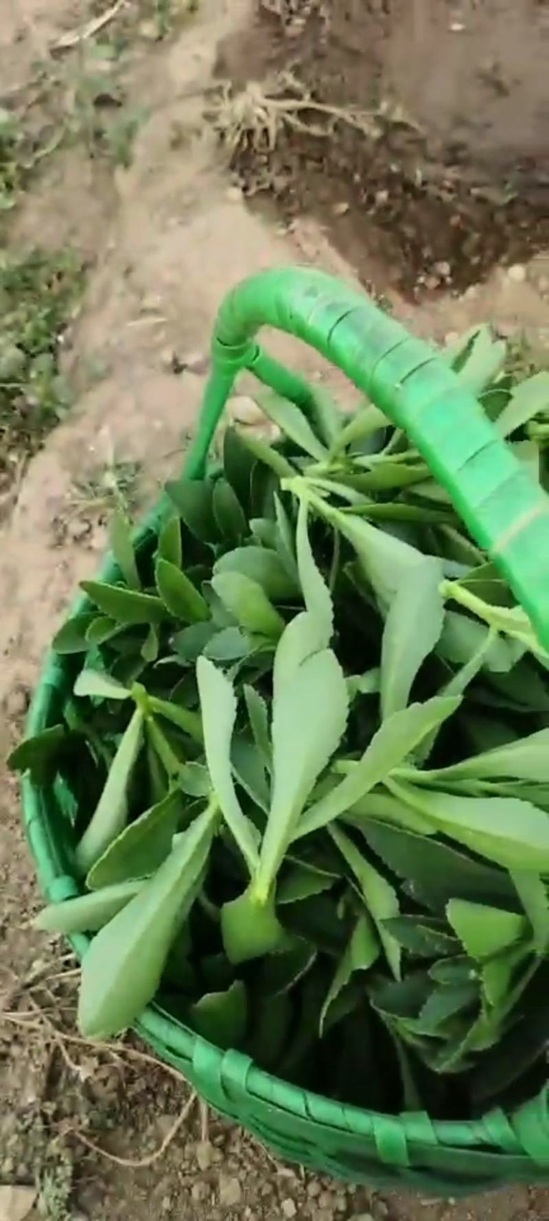 景田三七，高钙菜，钙含量超过牛奶，凉拌佳品，药用出口