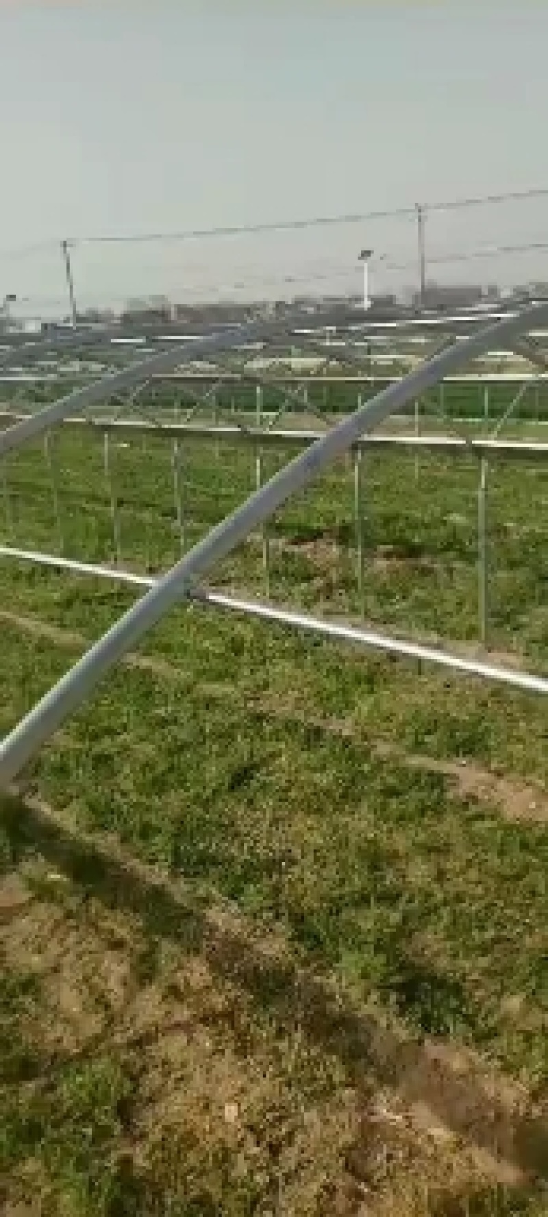 厂家直销椭圆管养殖大棚规格齐坚固耐用抗风抗价格实惠包安装
