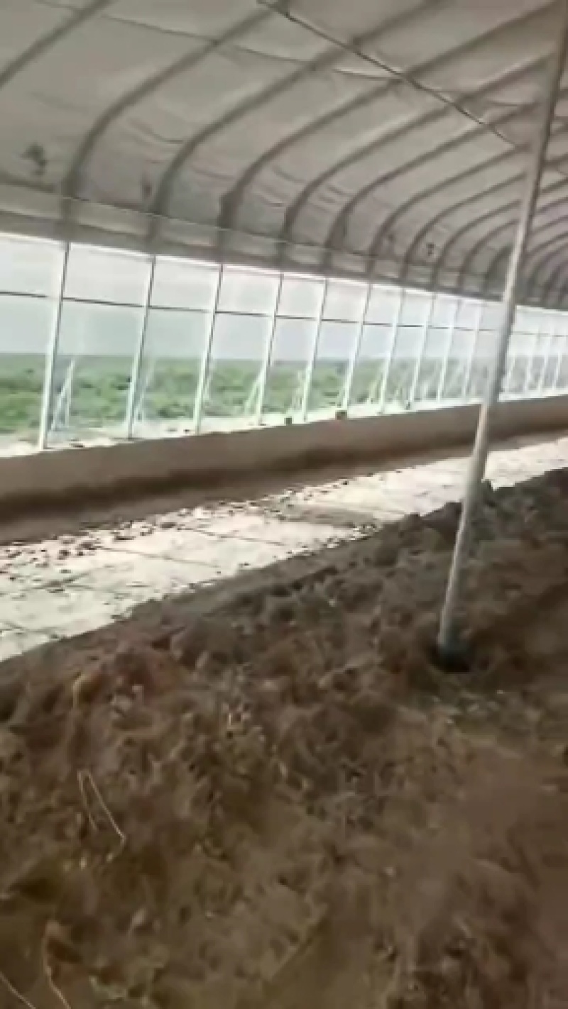 厂家直销椭圆管养殖大棚规格齐坚固耐用抗风抗价格实惠包安装