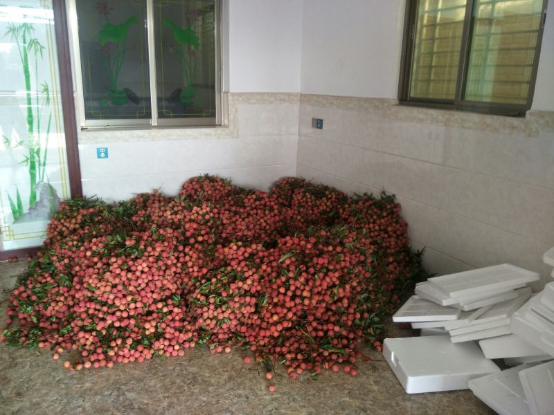 大量桂味上市