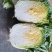 甘肃矮颗3-5斤黄心大白菜7-8成菜一手货源
