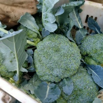 西兰花