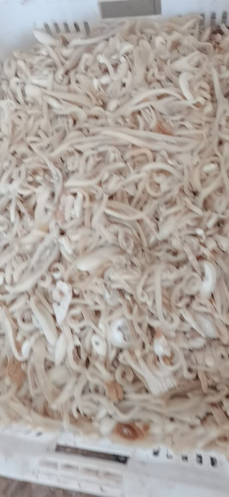 纯干羊皮丝，无油无毛根，一手货源，货源充足稳定，支持样品