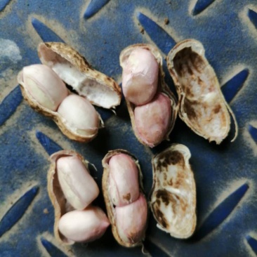 鲜花生
