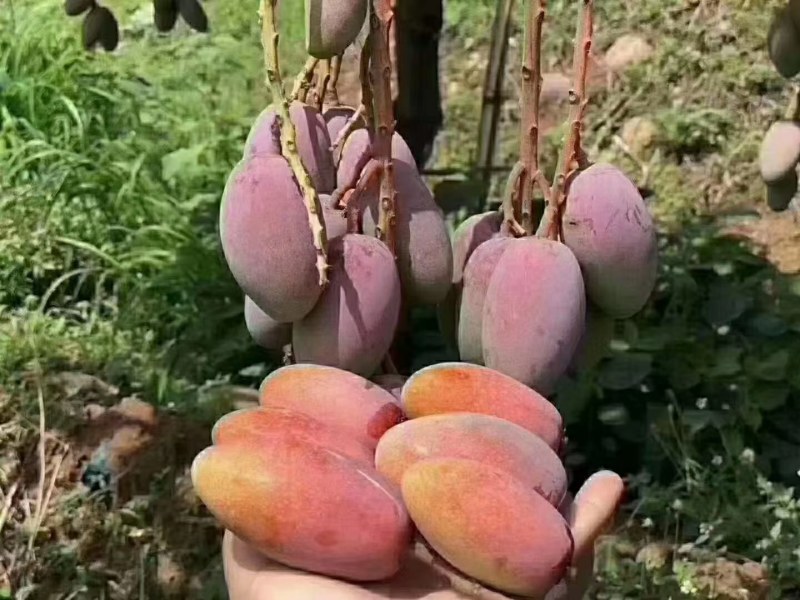 水果