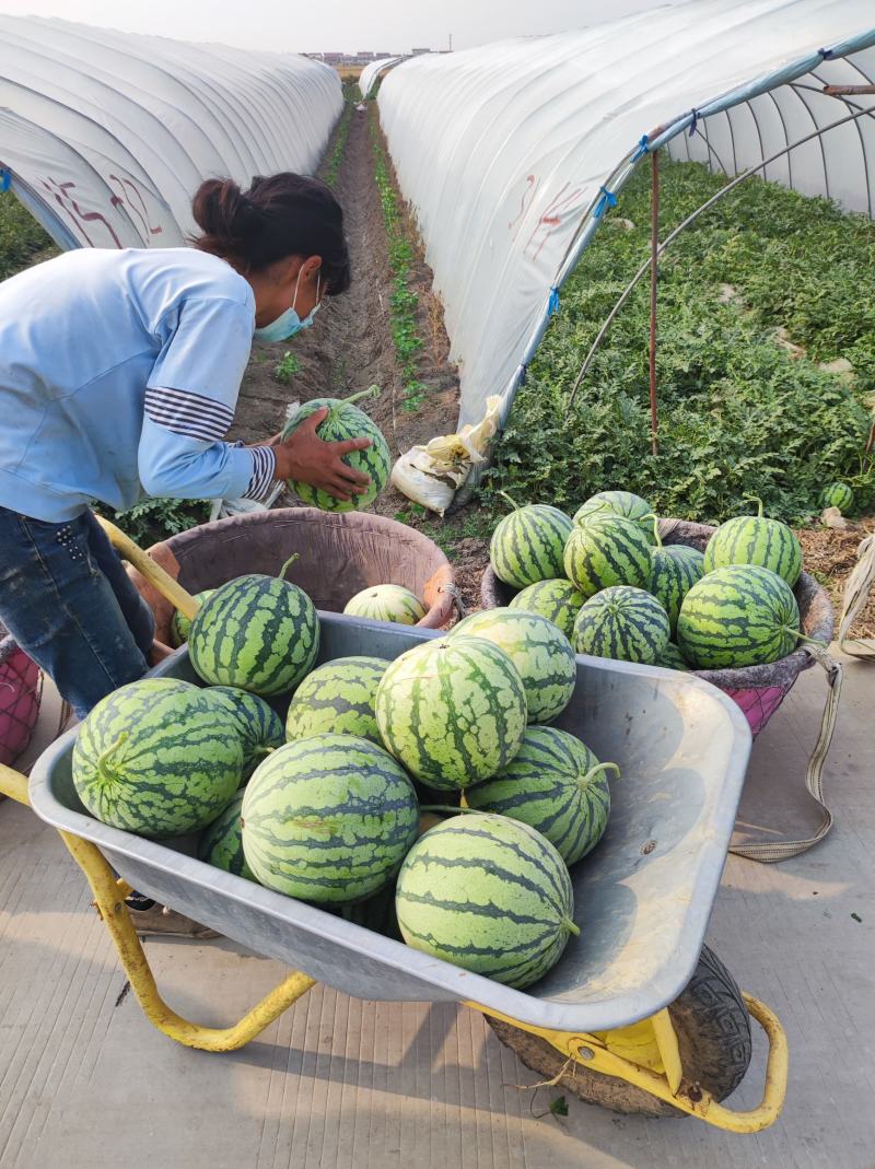 个人种植灌云东王集8424二茬西瓜大量供应