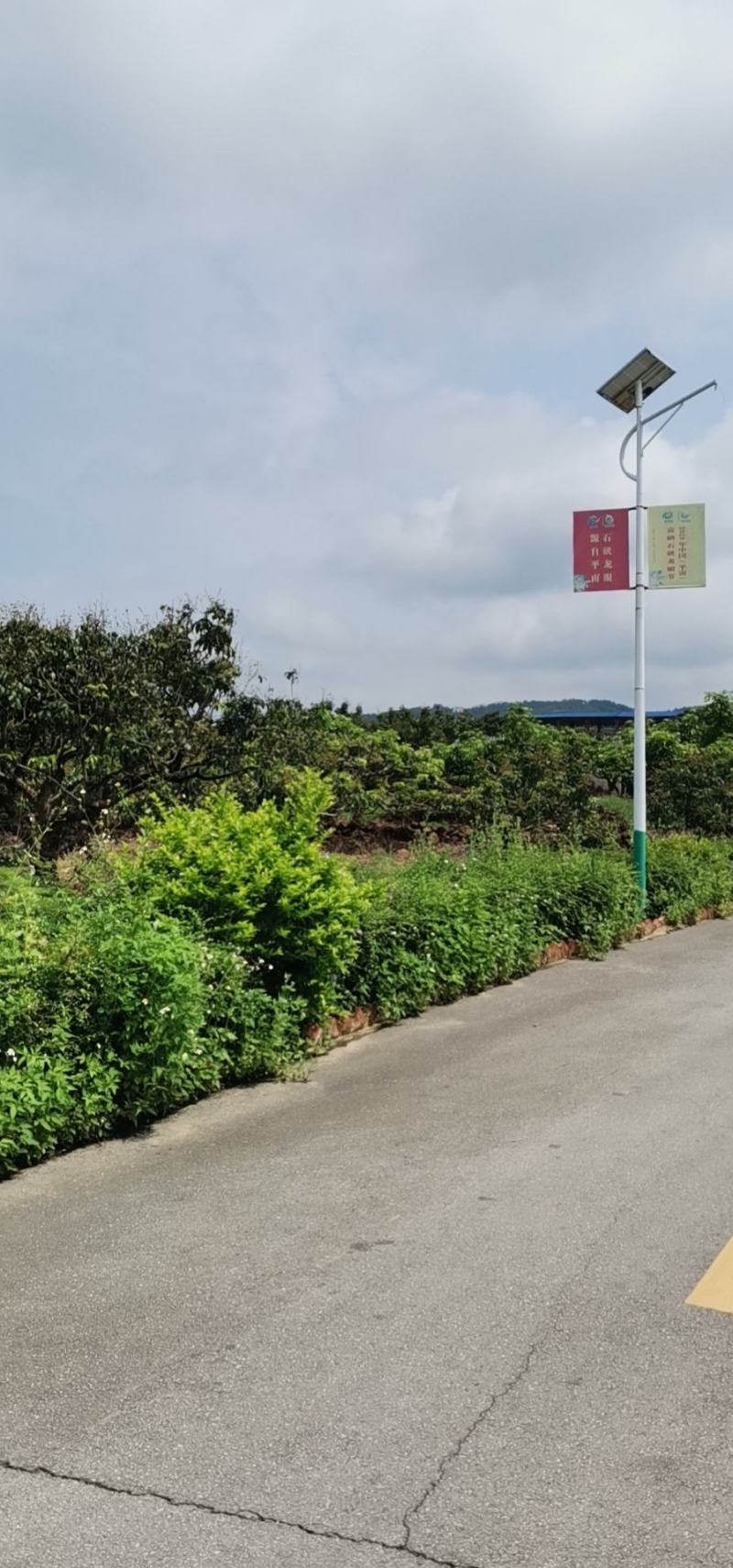 广西平南县广鲜果业石硖龙眼大量上市欢迎来电咨询
