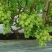 河北威县冷棚夏黑葡萄