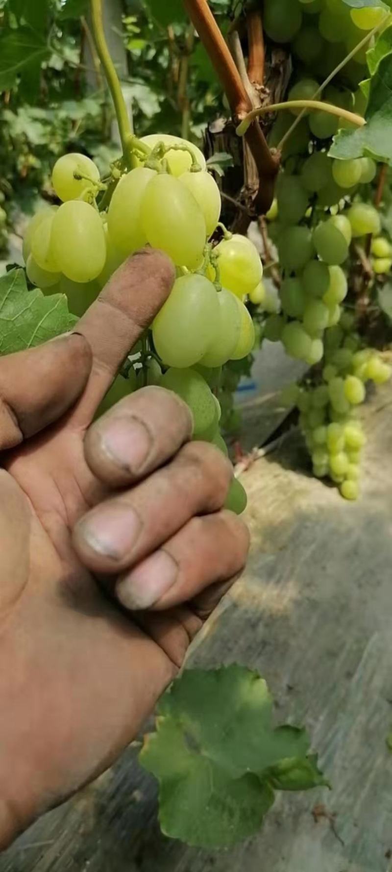 河北威县冷棚夏黑葡萄