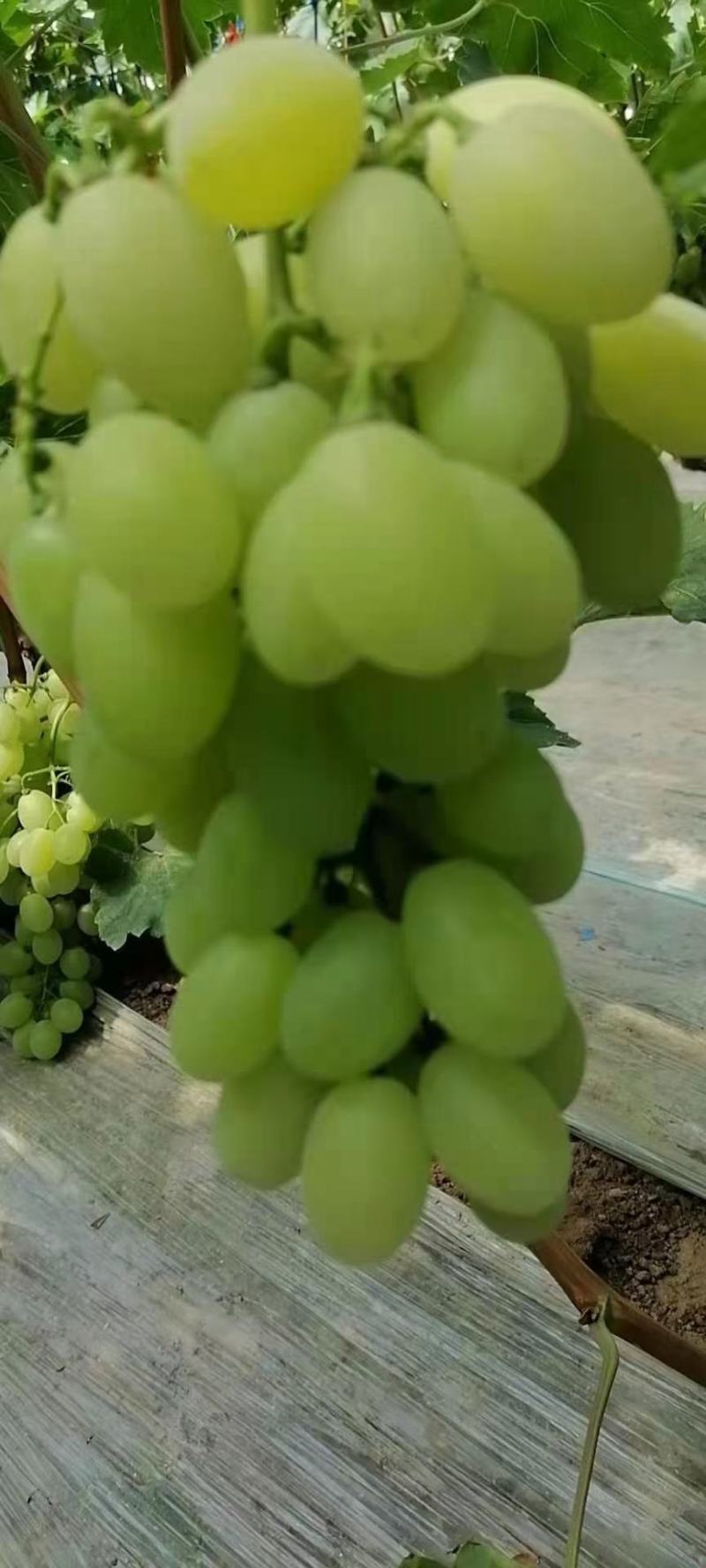 河北威县冷棚夏黑葡萄