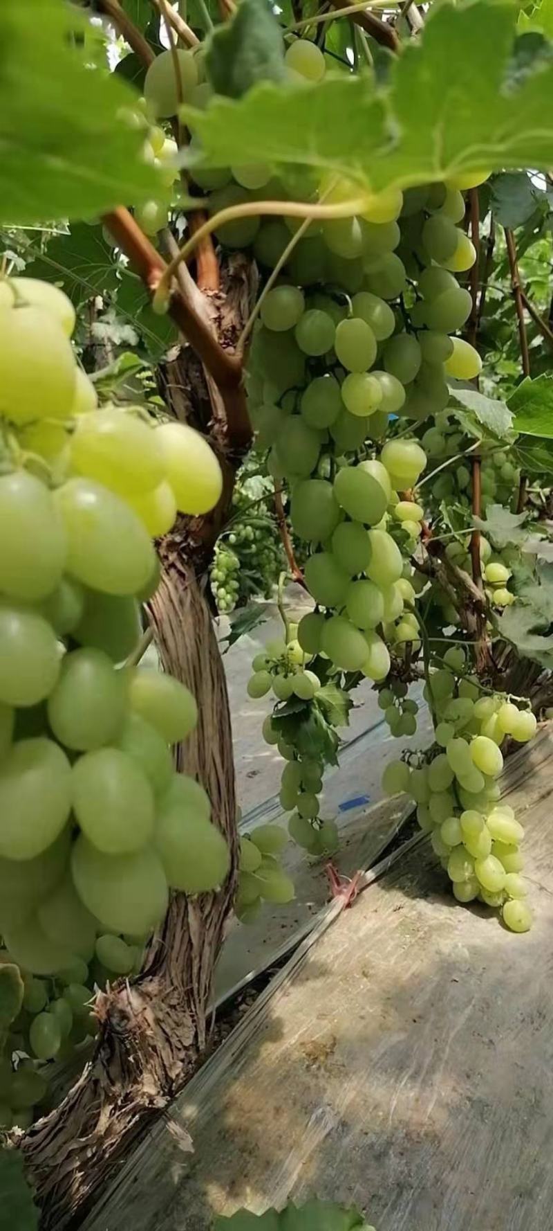 河北威县冷棚夏黑葡萄