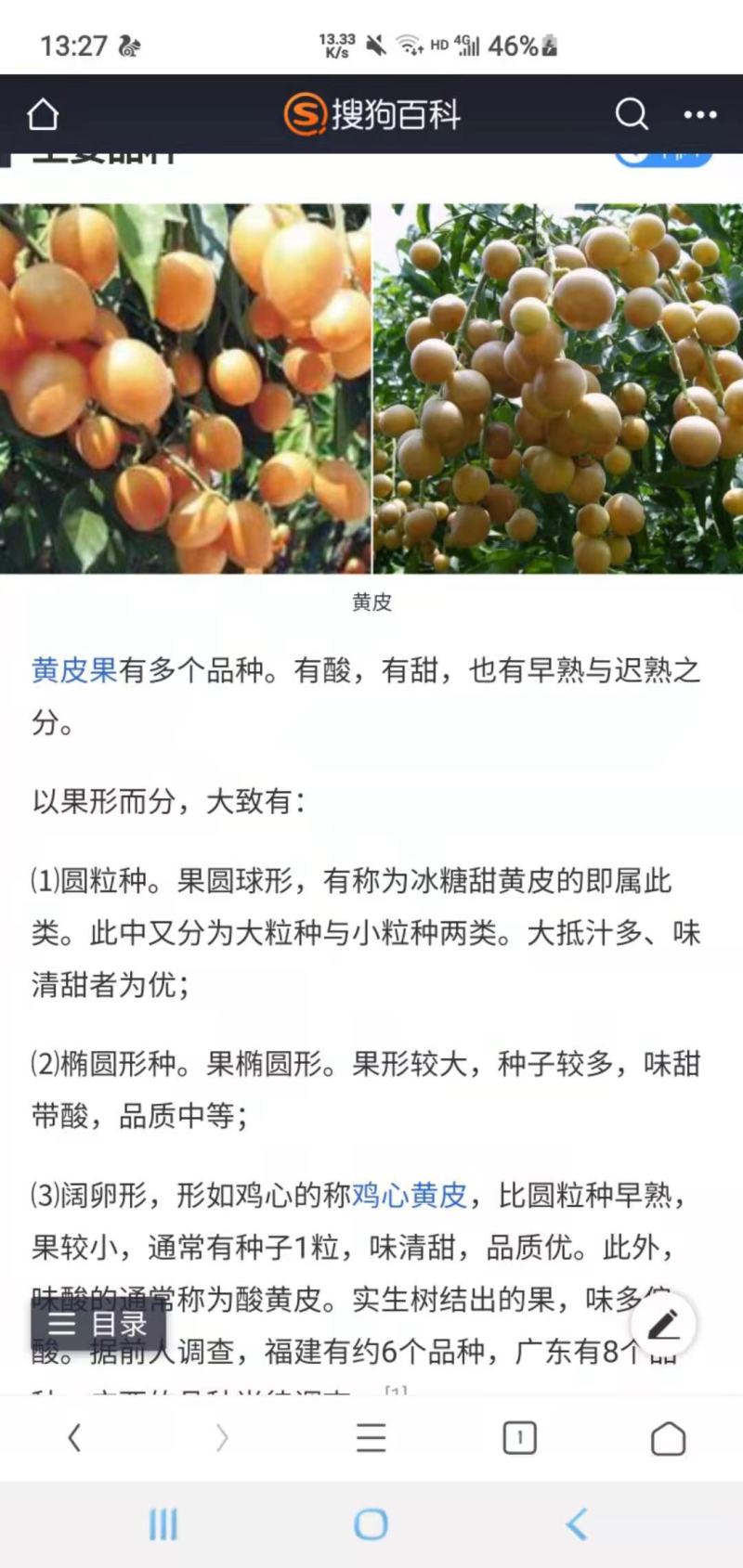 广东黄皮果开始上市