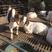 波尔山羊怀孕母羊波尔山羊种公羊波尔山羊母羊