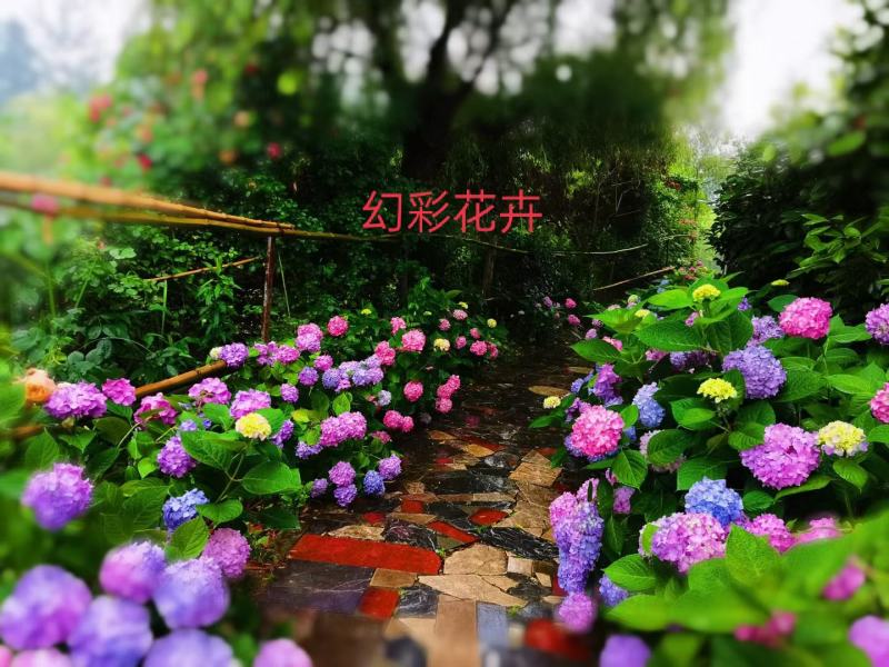 绣球苗无尽夏云南呈贡斗南基地直发叶水清秀根系量大从优