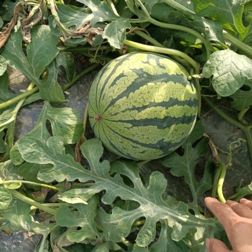 温岭西瓜