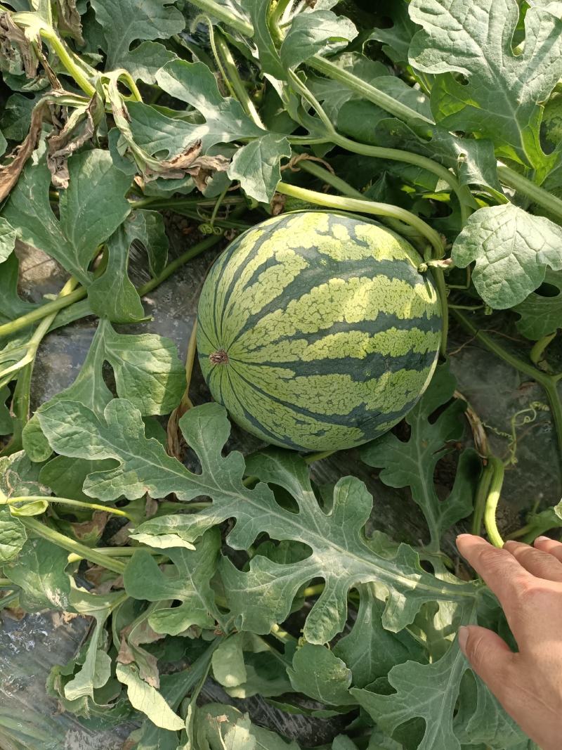 温岭西瓜
