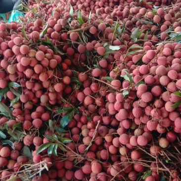 黑叶，桂味，风花，食果统货
