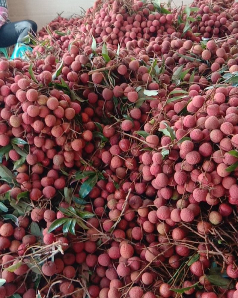 黑叶，桂味，风花，食果统货