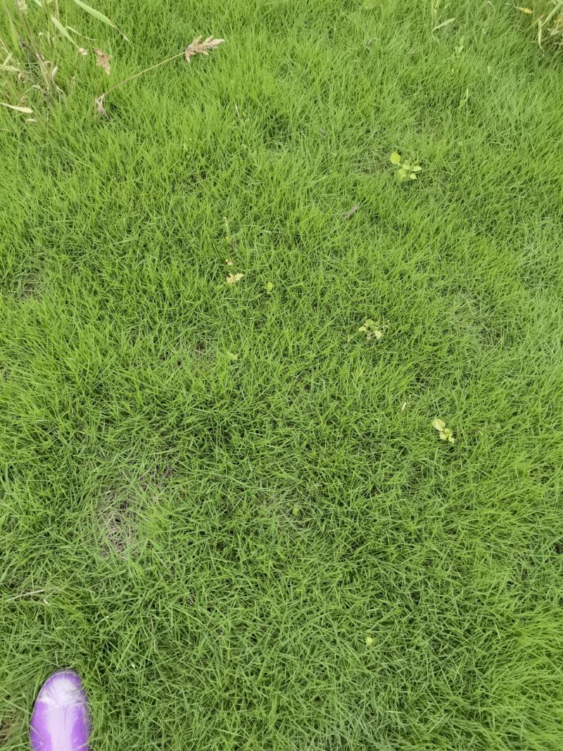 草坪草台湾二号真草皮