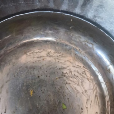 花鲢鱼苗，场地直销，快大良种鱼苗无病无伤易养，欢迎选购。