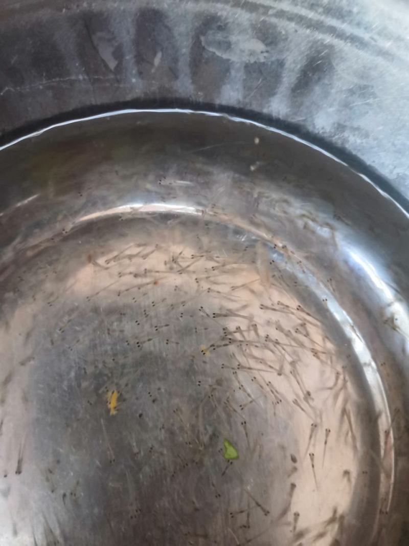 花鲢鱼苗，场地直销，快大良种鱼苗无病无伤易养，欢迎选购。