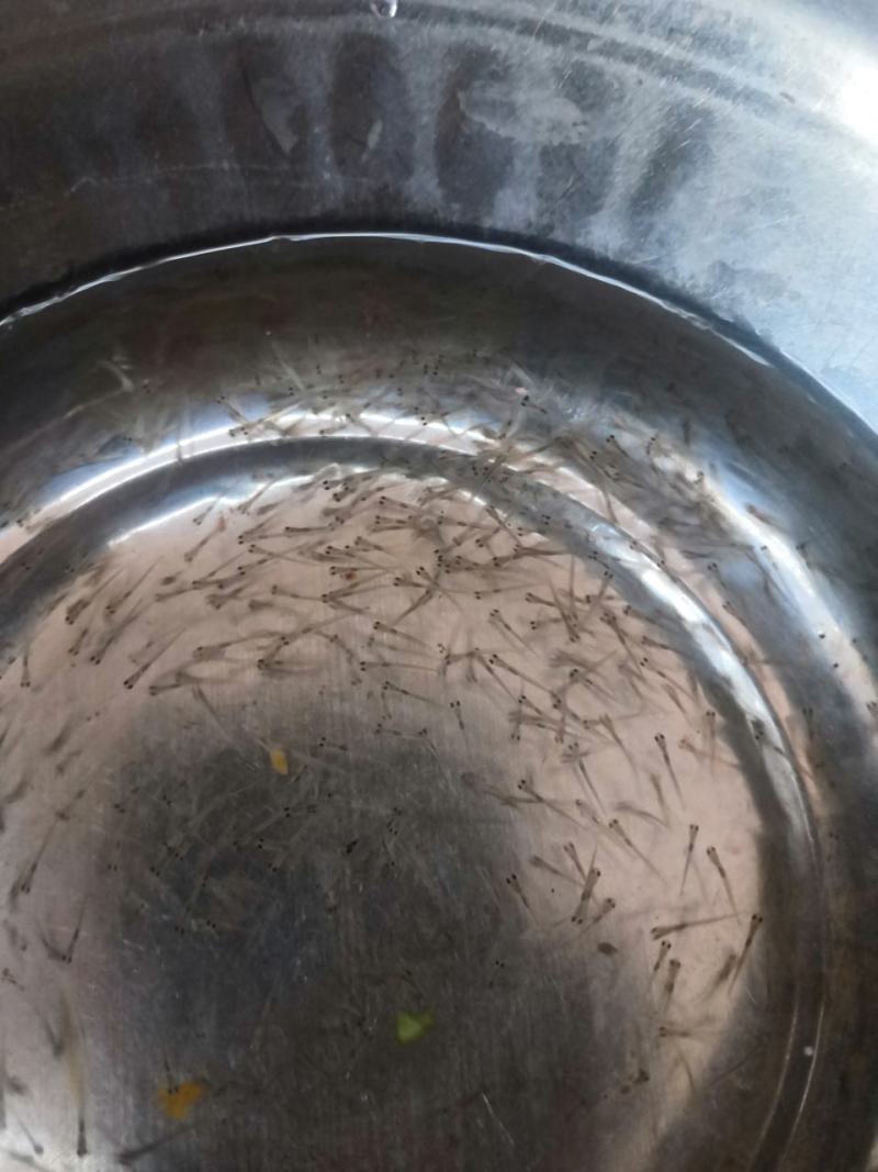 花鲢鱼苗，场地直销，快大良种鱼苗无病无伤易养，欢迎选购。