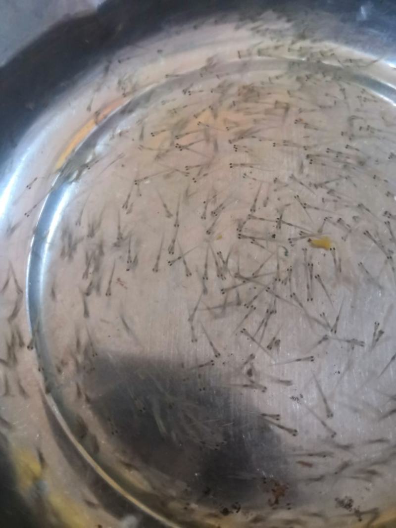 花鲢鱼苗，场地直销，快大良种鱼苗无病无伤易养，欢迎选购。