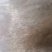 花鲢鱼苗，场地直销，快大良种鱼苗无病无伤易养，欢迎选购。