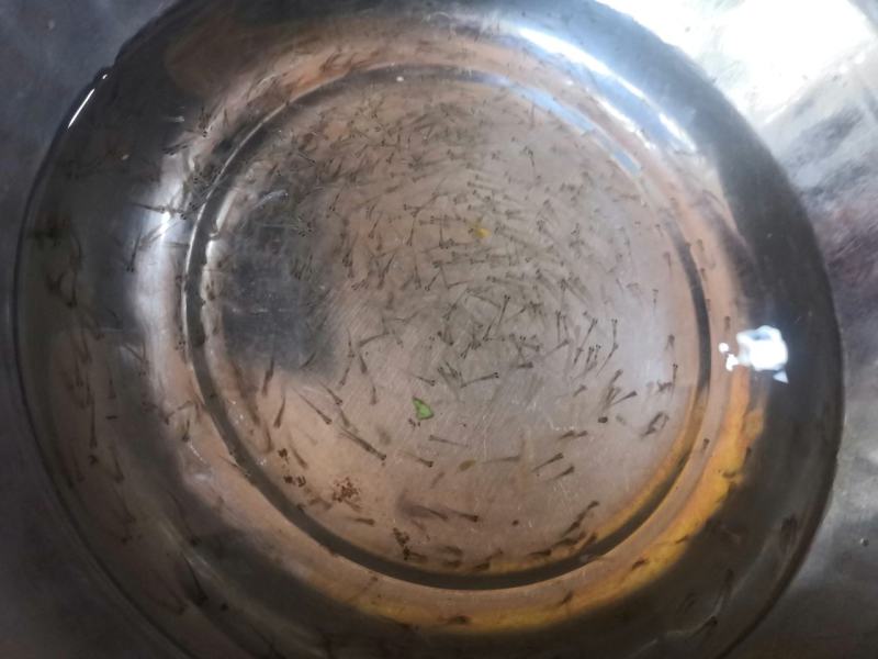 花鲢鱼苗，场地直销，快大良种鱼苗无病无伤易养，欢迎选购。