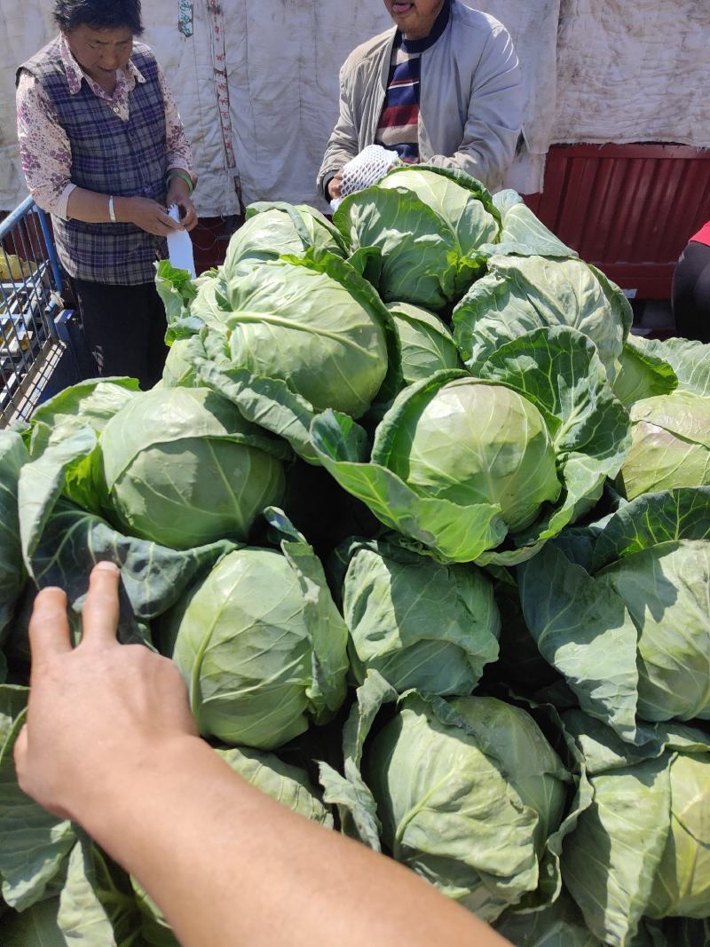 甘肃临洮高原夏菜大量供应，甘蓝价格稳定，货源充足！