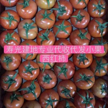寿光专业代收代发大红西红柿