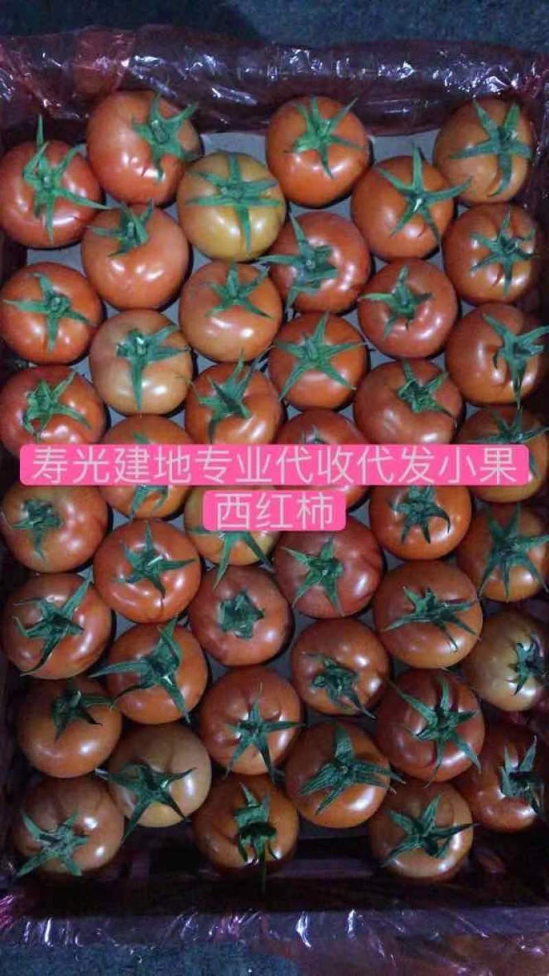 寿光专业代收代发大红西红柿
