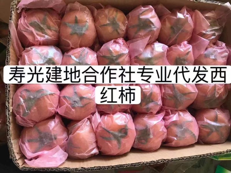 寿光专业代收代发大红西红柿