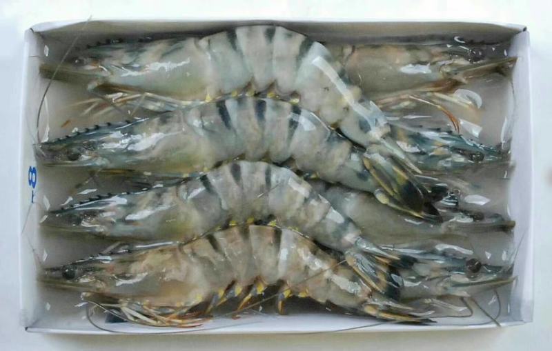 【热销】黑虎虾大个鲜活冷冻8头10头12头15头