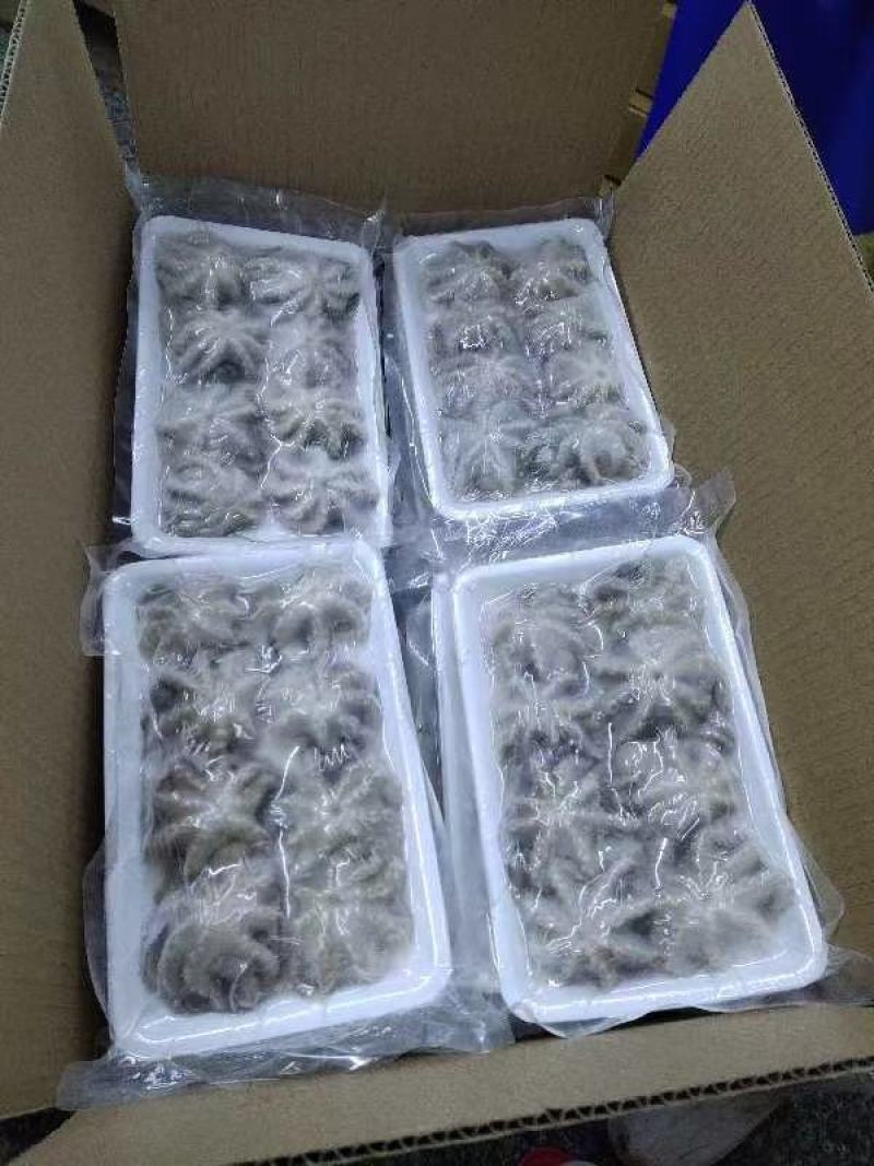 干冰盐揉三去免洗八爪鱼单冻全国物流专线发货一箱净重20斤