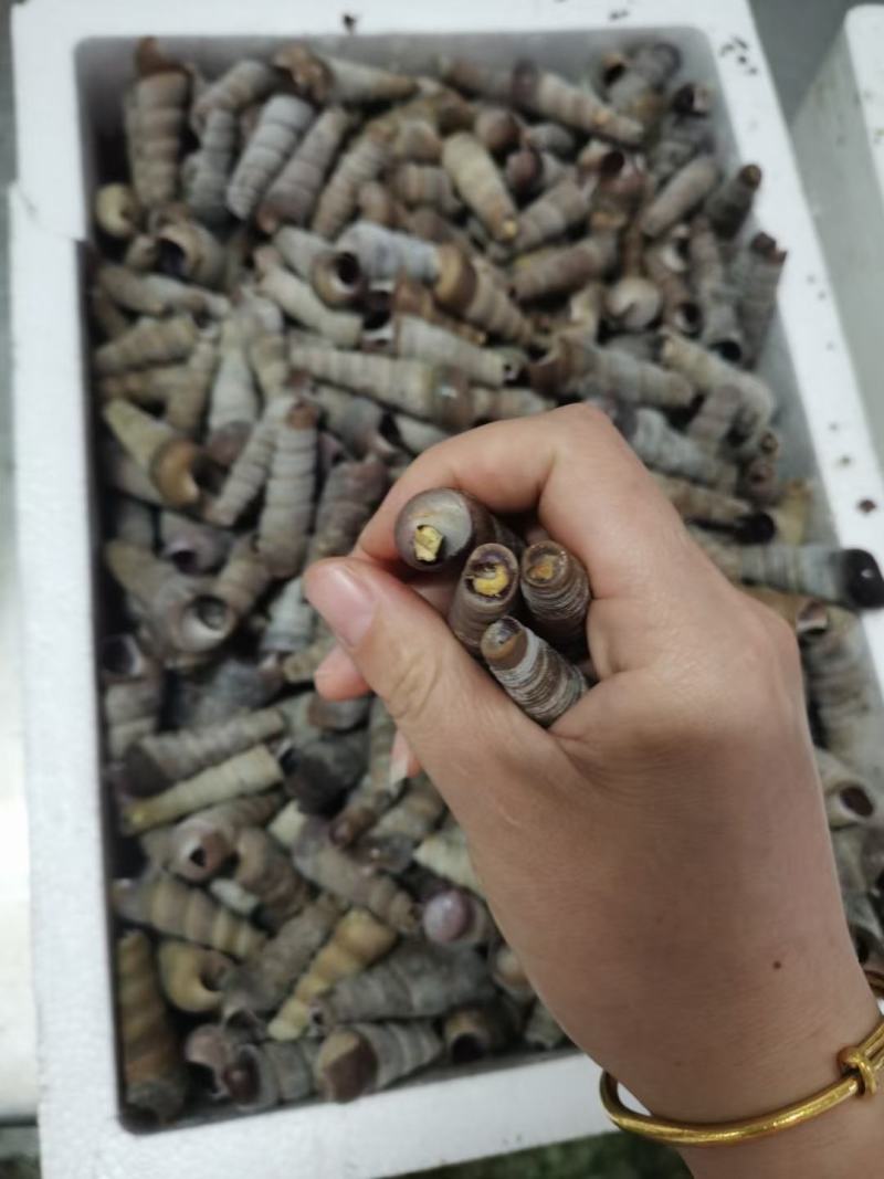 干冰钉螺，常年销售各种干冰海鲜原料，正八经的海鲜工厂