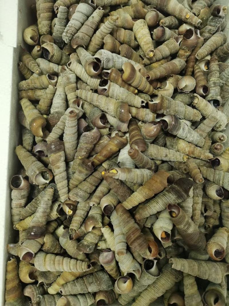 干冰钉螺，常年销售各种干冰海鲜原料，正八经的海鲜工厂