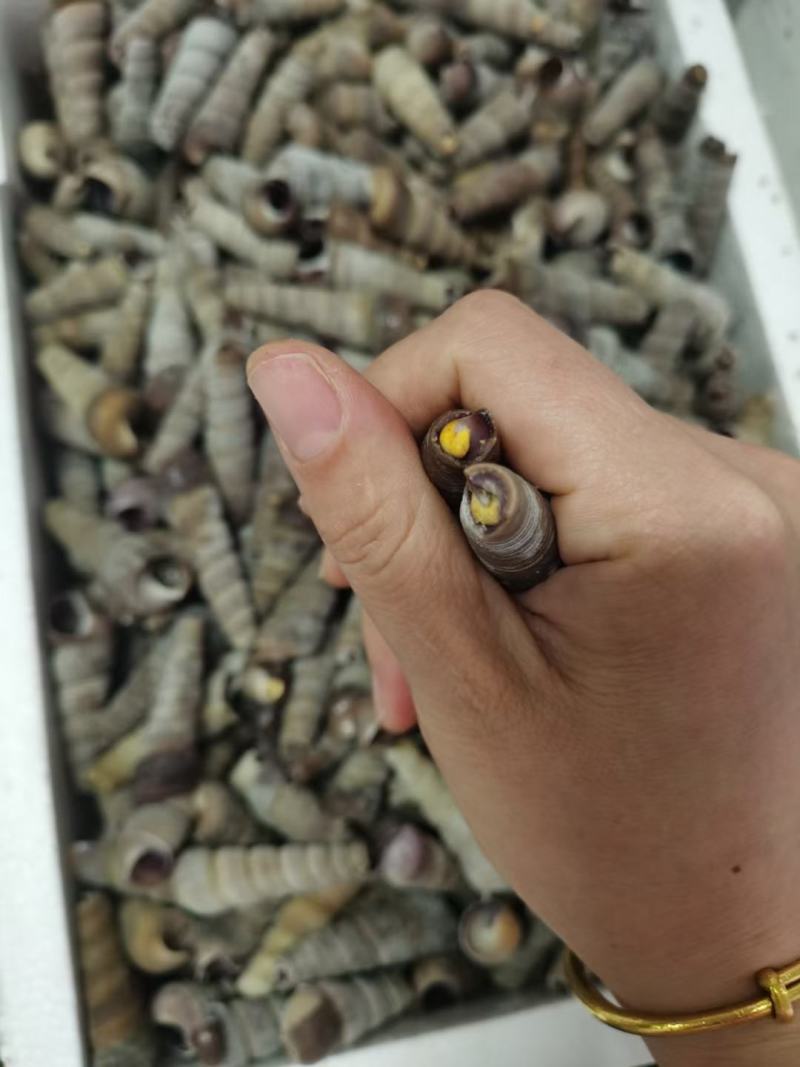 干冰钉螺，常年销售各种干冰海鲜原料，正八经的海鲜工厂