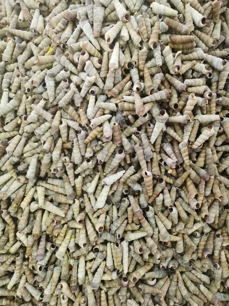 干冰钉螺，常年销售各种干冰海鲜原料，正八经的海鲜工厂