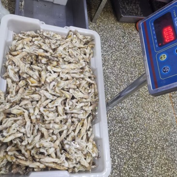 干冻竹节蛏，蛏子肉常年销售各种干冰海鲜原料，正八经的海鲜