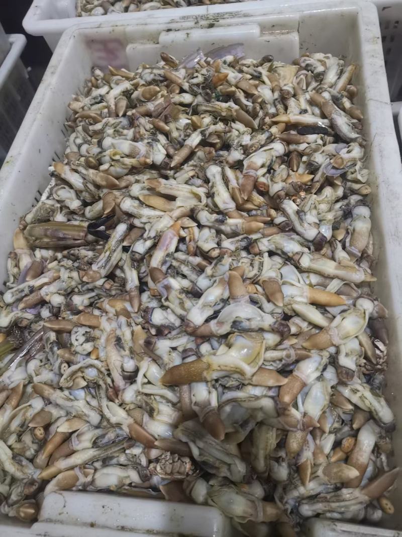 干冻竹节蛏，蛏子肉常年销售各种干冰海鲜原料，正八经的海鲜