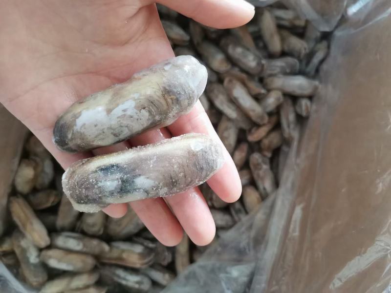 干冻竹节蛏，蛏子肉常年销售各种干冰海鲜原料，正八经的海鲜
