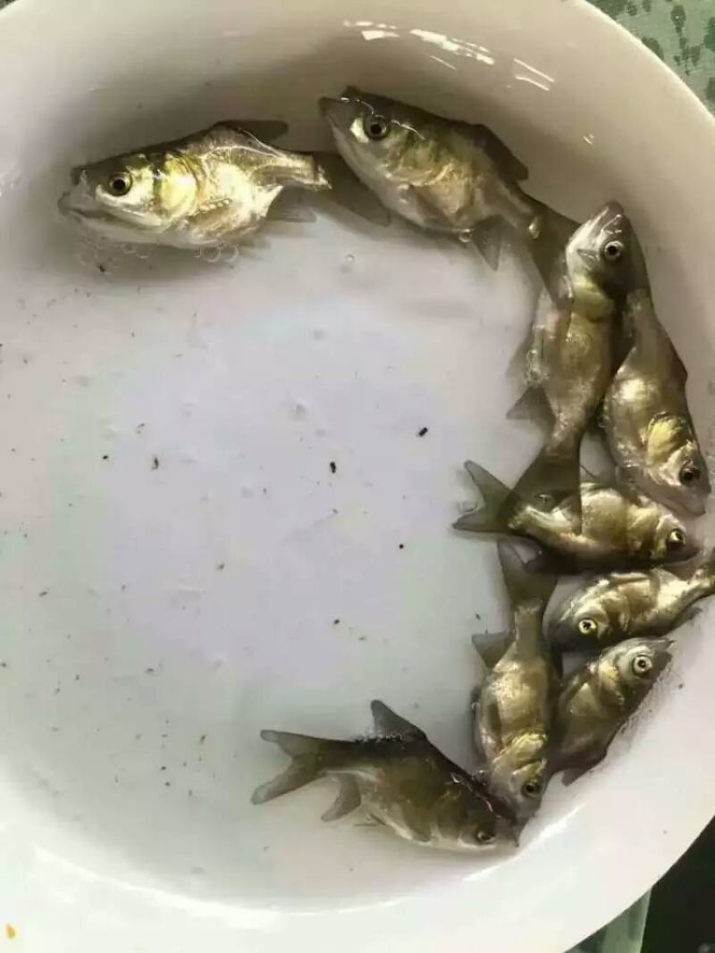 缩骨大头鱼苗活体苗。抵抗力强，生长速度快。